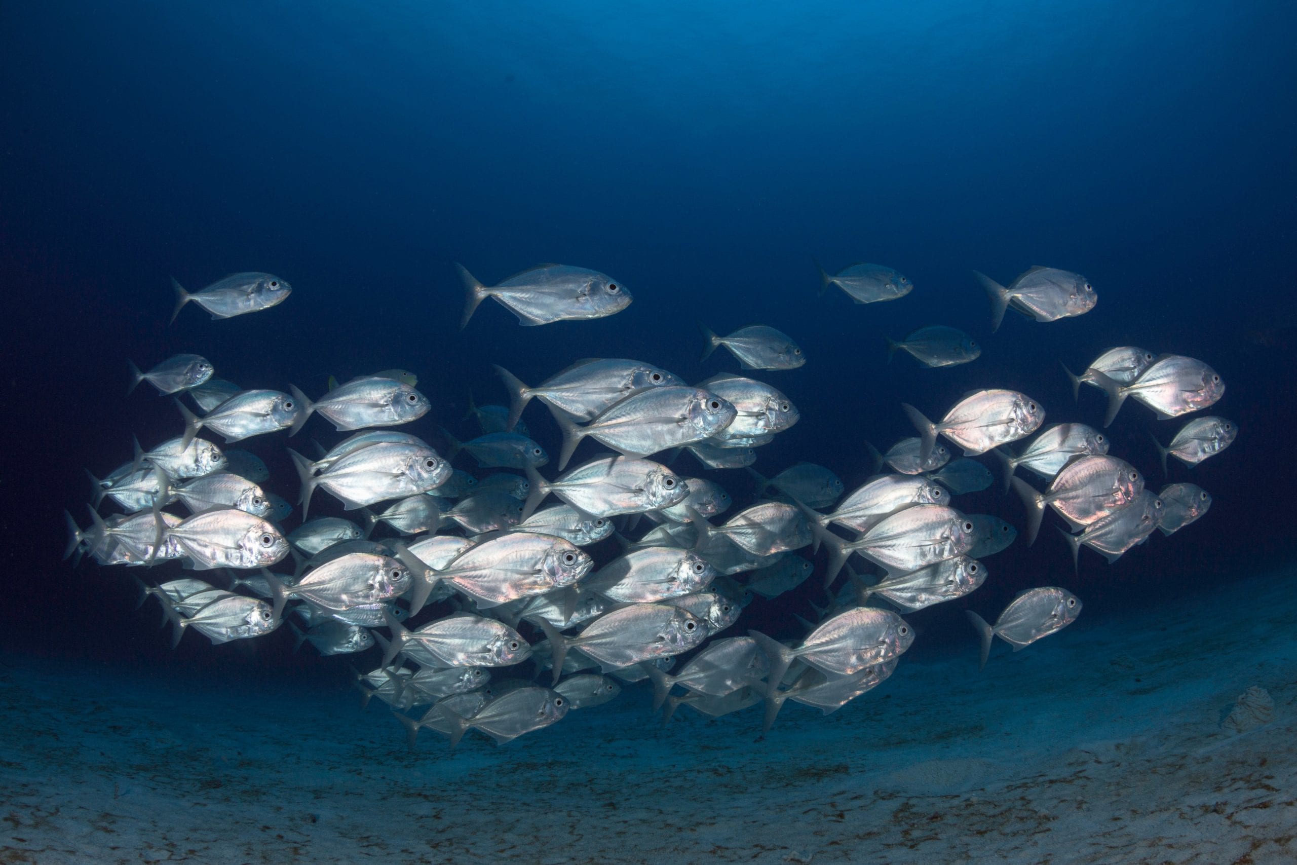 school of fish